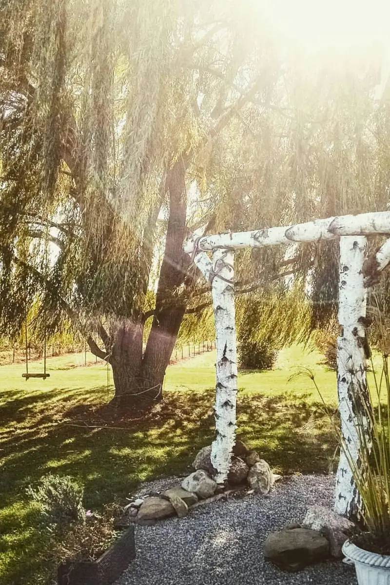 Willow Birch Arch